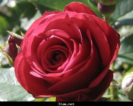 fleur